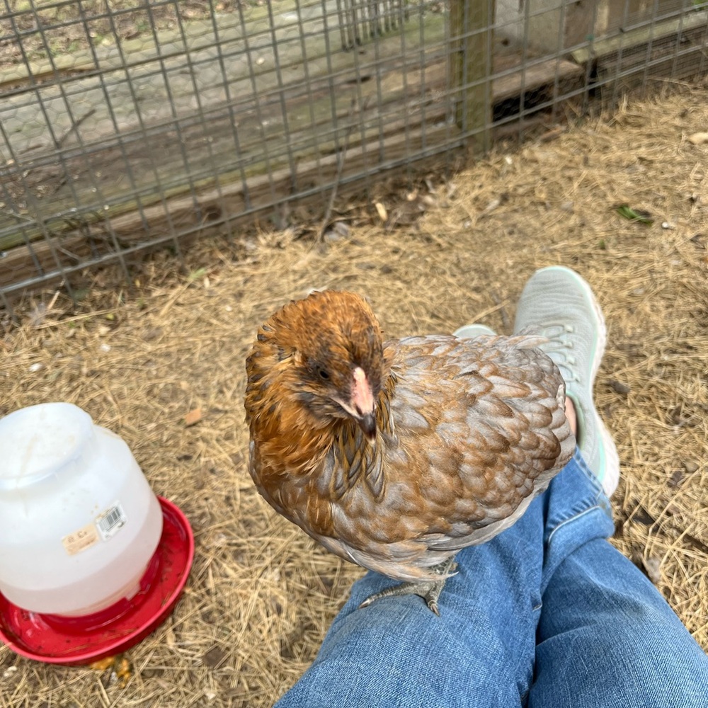 Meet your Posher, Pam